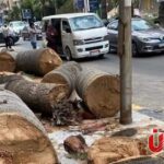 بأي ذنب قُطعت؟.. أين تذهب أشجار القاهرة بعد إزالتها ولماذا تُقطع رغم خطط التخضير؟