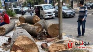 بأي ذنب قُطعت؟.. أين تذهب أشجار القاهرة بعد إزالتها ولماذا تُقطع رغم خطط التخضير؟